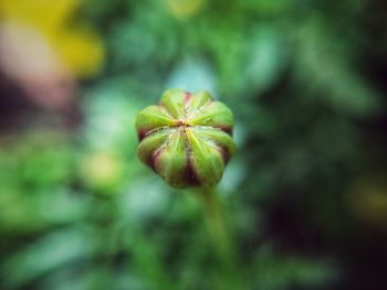 Close-up of flower bud growing outdoors