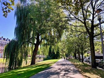 Street amidst trees in park