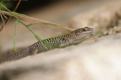 Close-up of lizard on leaf