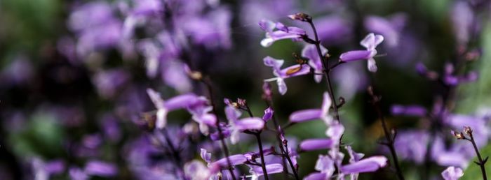 Close-up of purple flowering plant