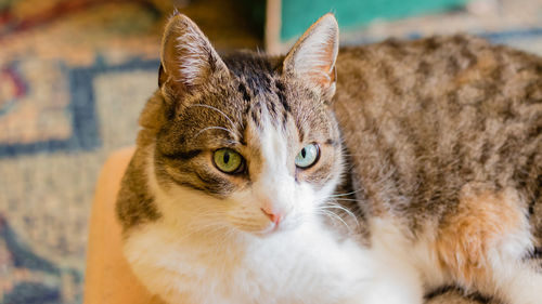 Close-up portrait of cat