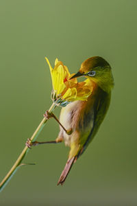 Bird perching on yellow blooming flowers