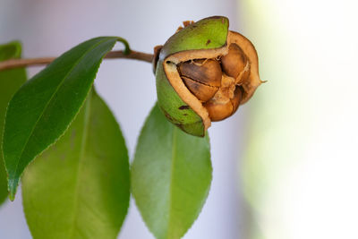 Seed pod of camelia plant splitting open.