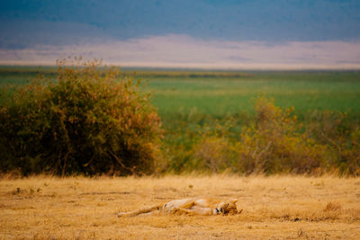 Sheep on field against cloudy sky