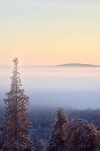 Scenic view of tree during winter against sky at sunset