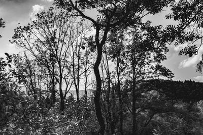 Silhouette trees on field against sky