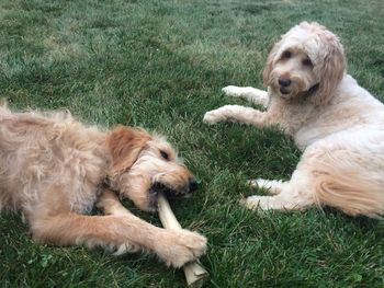Dogs on grassy field