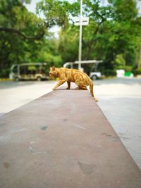 View of a cat on the wall