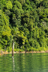 Scenic view of lake in forest