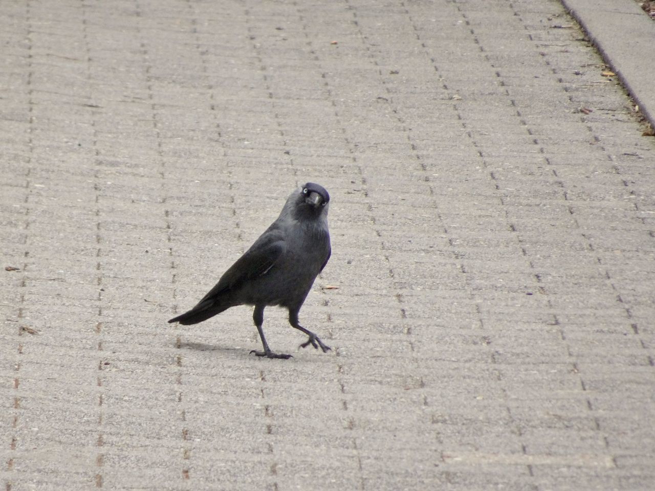 HIGH ANGLE VIEW OF BLACK WALKING ON FOOTPATH