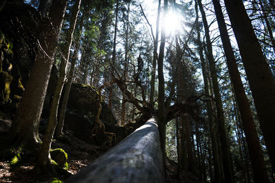 Low angle view of sunlight streaming through trees in forest