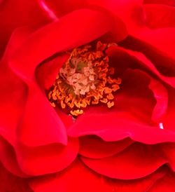 Macro shot of red rose flower