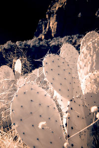 Close-up of cactus growing on field