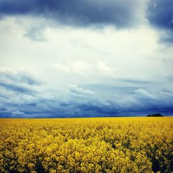 Plants against cloudy sky