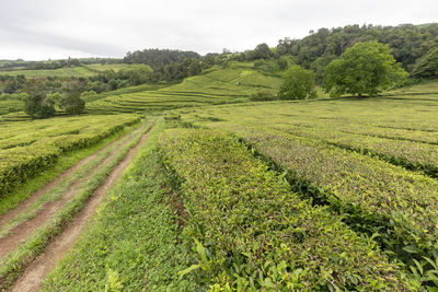 Scenic view of agricultural field against sky