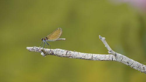 Close-up of dragonfly on leaf