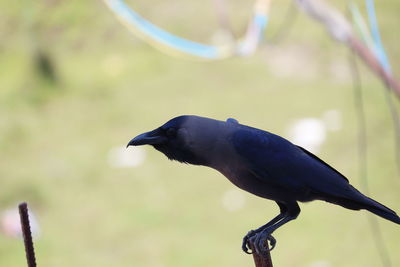 Close-up of bird perching on branch