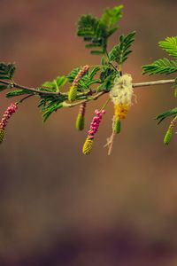 Close-up of flowering plant against tree