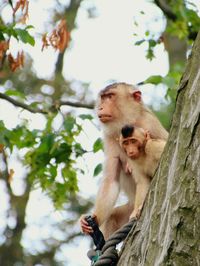 Low angle view of monkey sitting on tree