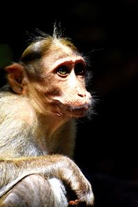Close-up of thoughtful looking away
