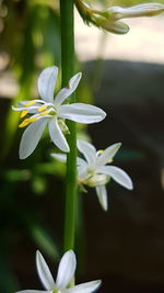 Close-up of white flowers growing outdoors