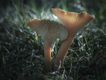 Close-up of mushroom growing on field