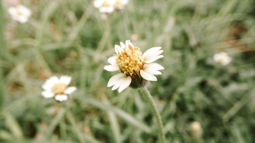 Close-up of white daisy flower