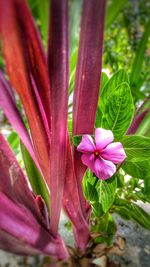 Close-up of pink flower