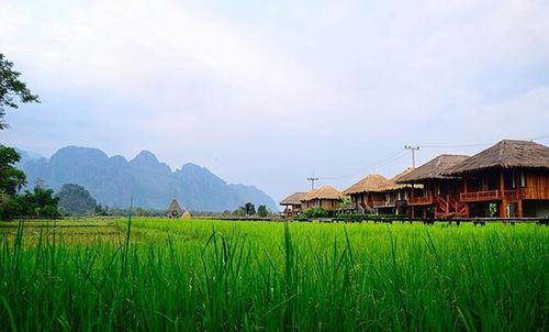 Scenic view of agricultural field against sky