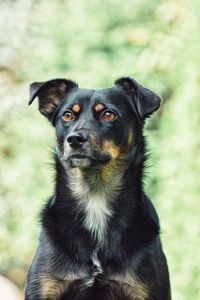 Portrait of black dog