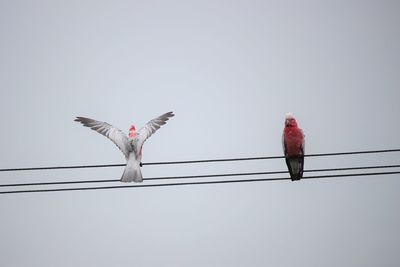 Low angle view of birds flying against clear sky