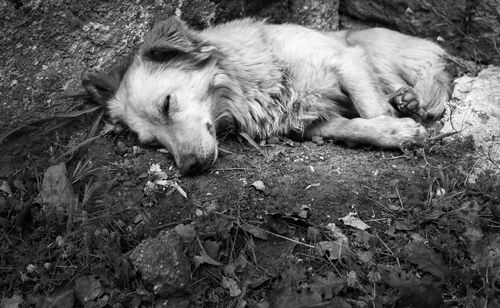 Close-up of dog lying on grass