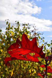 Close-up of red maple leaf against sky