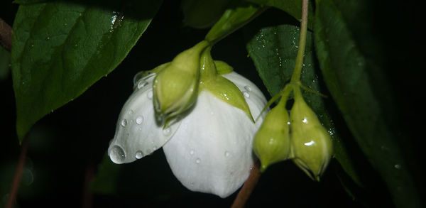 Close-up of water drops on flower