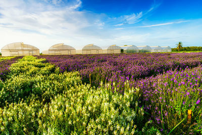 Purple flowering plants on field against sky