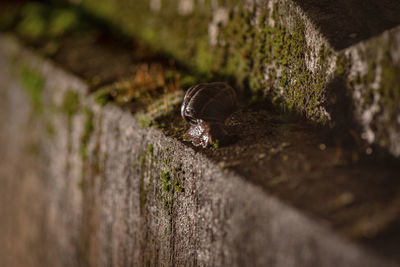 Close-up of snail on wall