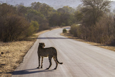 View of horse walking on road along trees