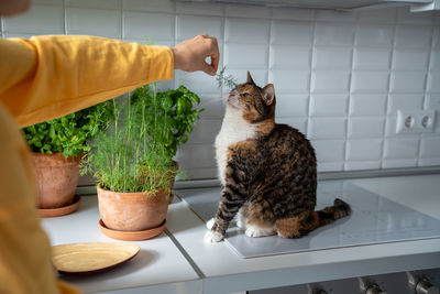 Portrait of cat sitting on table