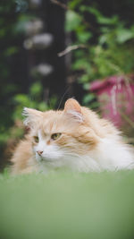 Close-up portrait of a cat