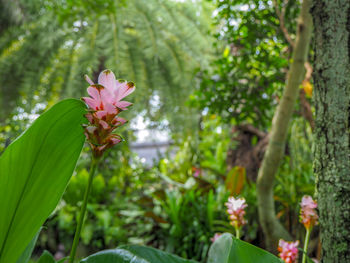 Close-up of pink flowering plant