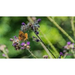 Close-up of butterfly on plant