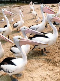 Flock of birds on beach