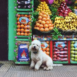Dog by fruits at market