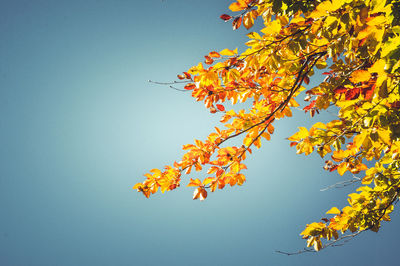 Low angle view of yellow tree against clear sky