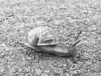 Close-up of snail