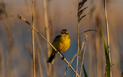 Close-up of bird perching on twig