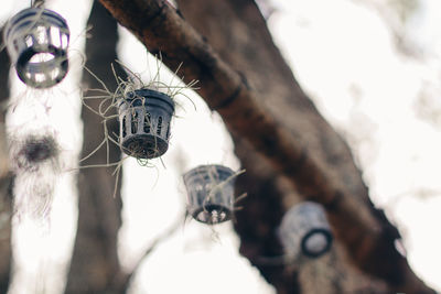 Low angle view of an animal hanging on tree trunk