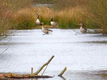 Swans swimming on lake