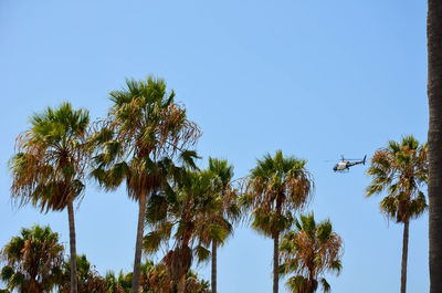 Low angle view of palm trees against clear blue sky