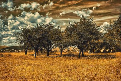 Trees on field against cloudy sky